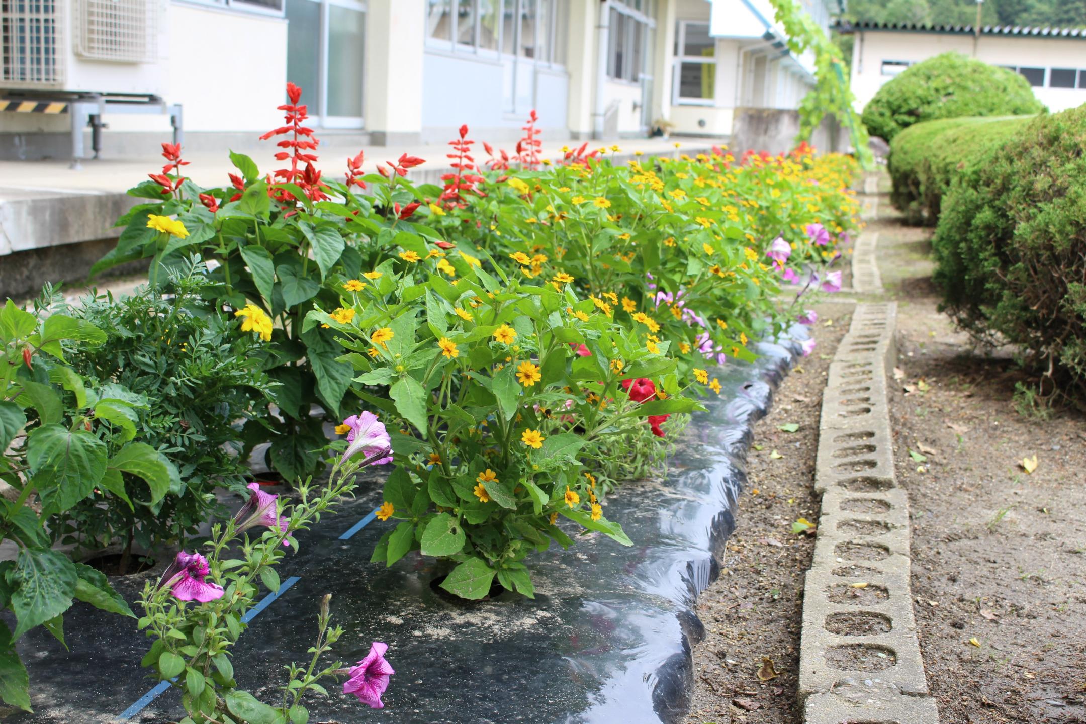 一関市立黄海小学校の花壇